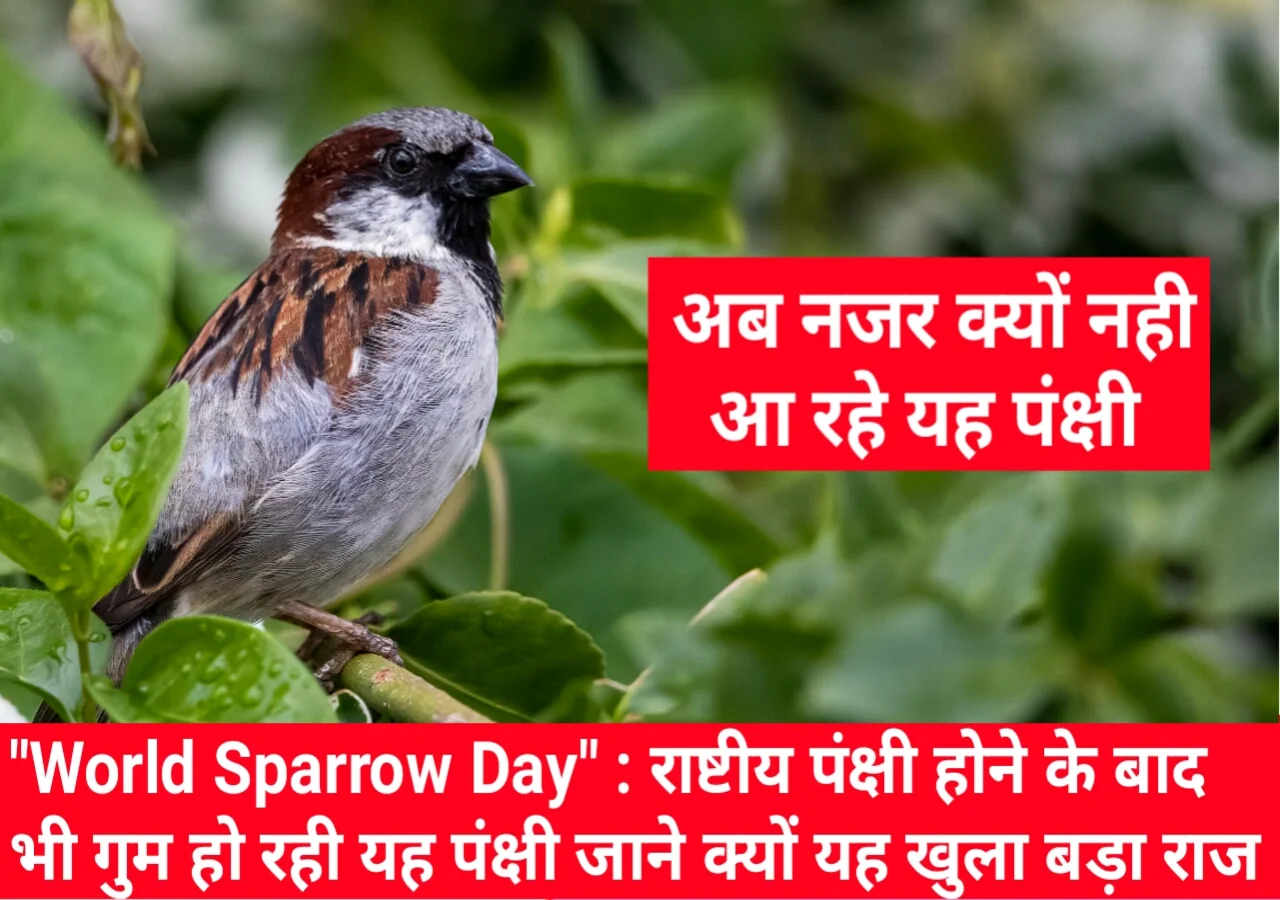 World-Sparrow-Day.webp