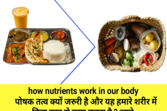 how-nutrients-work-in-our-body.webp