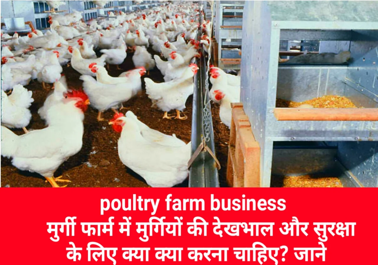 poultry-farm-business.webp