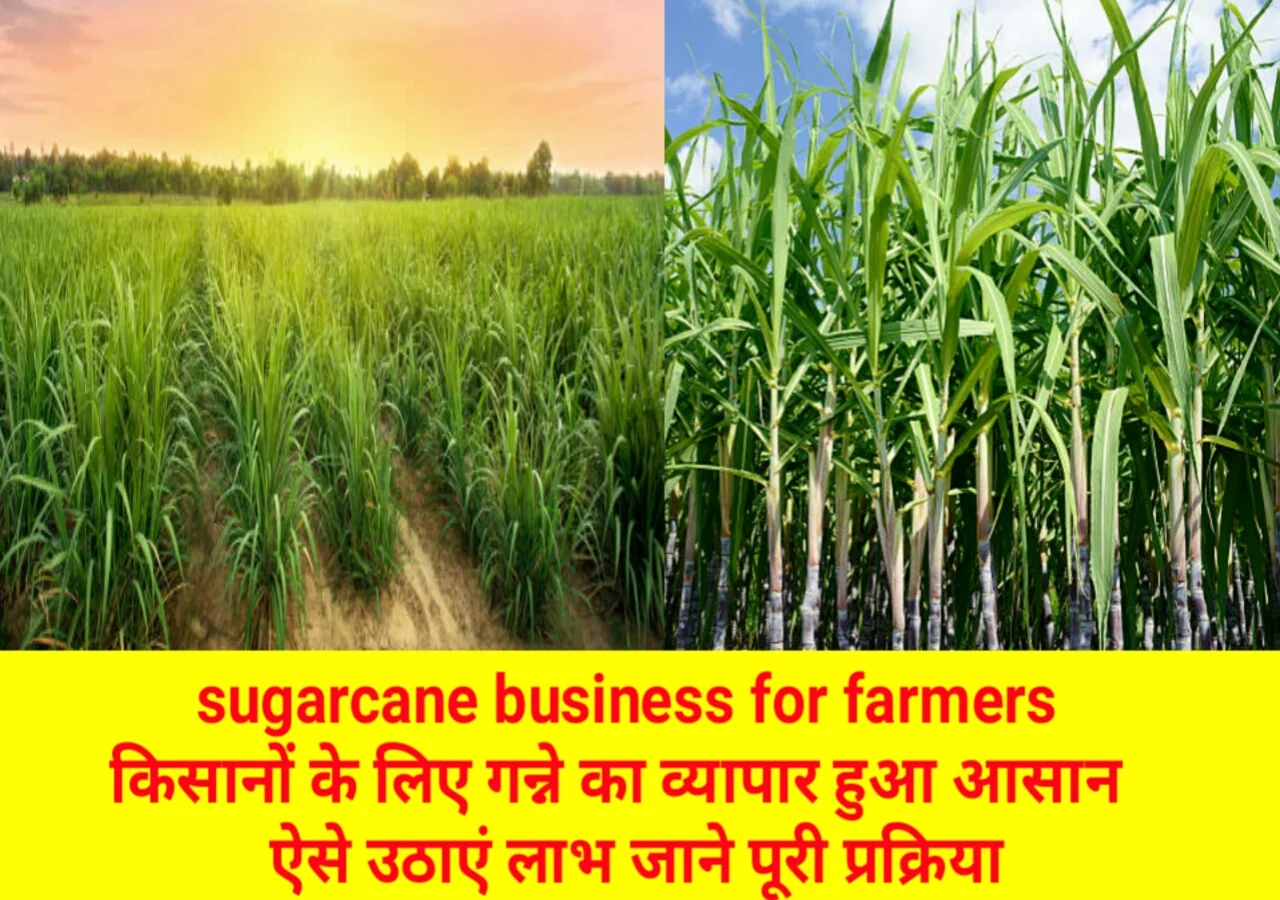 sugarcane-business-for-farmers-ganne-ki-kheti.webp